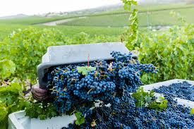 Cabinet doors wood n stone cabinets and church s stained glass. 8 Harvest Tips From A Silver Oak Winemaker Behind The Scenes