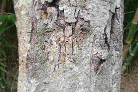 Image result for Triplaris americana