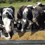 Dakin Dairy Farm (About)