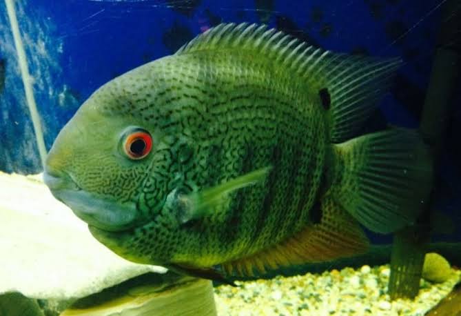 Resultado de imagen para severum"