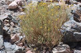 Image result for Oreophyton