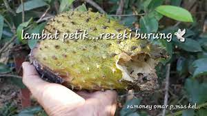 Cara menanam durian montong agar cepat berbuah. Rahsia Durian Belanda Berbuah Lebat Youtube