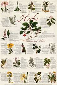 medicinal herb charts printable medicinal herbs herbs