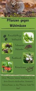 Wenn man einen haufen aufgräbt und den gang untersucht, so kann man an der gangform feststellen, wer von beiden hier unterwegs ist. Pin Auf Garten