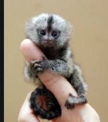 Maybe you would like to learn more about one of these? Darf Man Einen Kleinen Fingeraffen Zuhause Halten Tiere Affen Wildtiere