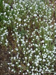 Image result for Indigofera cryptantha