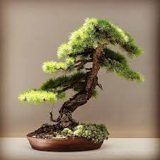 Shop thousands of indoor tree you'll love at wayfair. How To Choose The Best Starter Kits For Beginners Bonsai Tree Gardener