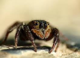 Arten und gattungen  quelltext bearbeiten die über 5800 arten werden in mindestens 18 unterfamilien eingeteilt. Gewachshaus Springspinne Hasarius Adansoni Weibchen Foto Bild Makro Female Natur Bilder Auf Fotocommunity