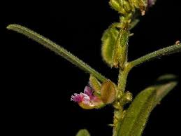 Image result for Polygala erioptera