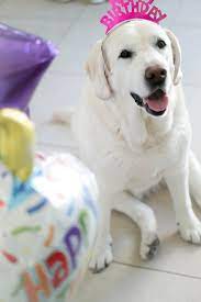 Dog Pawty: Bella the Yellow Lab's 14th Birthday Bash - Daily Dog Tag