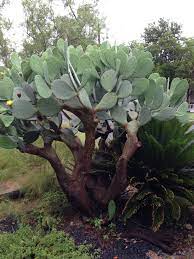 Campendium has 46 reviews of truth or consequences rv parks, state parks and national parks making it your best truth or consequences rv camping resource. Opuntia Tree Gardening Blog Garden Design Landscape Design