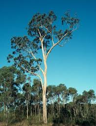 Image result for Eucalyptus tereticornis
