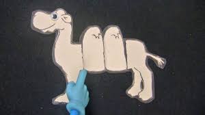 Each hump (on a healthy camel) weighs approximately 80 lbs., so a bactrian camel carries a minimum 160 lbs. Sally The Camel Youtube