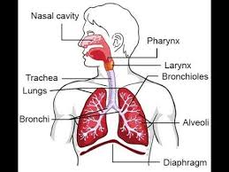 The Respiratory System In Urdu Respiration In Human Beings Breathe Breath Human Respiratory System Respiratory System Anatomy Respiratory System Function