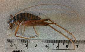 Encounters with camel crickets are common. Large Camel Cricket Bugguide Net