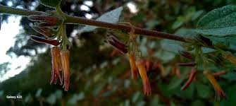 Image result for Triumfetta dekindtiana