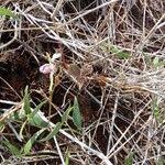 Image result for Wajira grahamiana