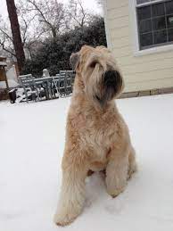 Soft Coated Wheaten Terrier Cookie Monster Richmond Va Soft Coated Wheaten Terrier Wheaten Terrier Wheaton Terrier