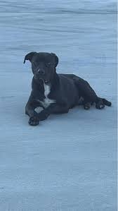 Update!** A very nice gentleman turned the phone in to customer service and  was even still there when my neighbor picked it up! To top it off he  wouldn't even take the