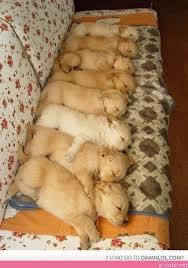 Uyuyan Kopek Yavrulari Sleeping Puppies Hayvan Yavru Kopek Kopek
