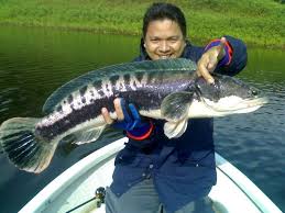 The giant snakehead is also a good food fish, and is often served in chinese restaurants. Giant Snakehead Alchetron The Free Social Encyclopedia