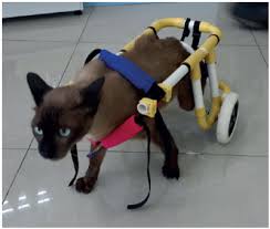 4.2 out of 5 stars. Handmade Pet Wheelchair Applied From Pvc Pipe With Ability To Assist The Various Types Of Animals With Disabilities Wsava 2015 Congress Vin