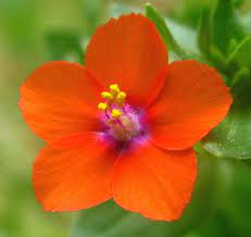 Anagallis Arvensis Flower Essences Flowers Flower Garden Pictures
