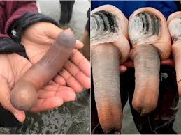 Mengapa bulu kemaluan di gunakan untuk memikat hati lawan jenis, sesungguh sungguhnya rambut kemaluan adalah bagian intim baik seorang wanita maupun laki laki, karena terletak tepat di atas kelamin. Selain Ikan Penis Ini Hewan Yang Bentuknya Mirip Alat Kelamin Pria Indozone Id