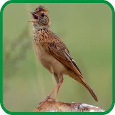 Burung dengan dada putih seperti gambar burung kacer diatas itu mempunyai karakter yang juga dianggap cocok untuk memaster atau melatih kicauan dari jenis burung yang lainnay. Kicau Burung Branjangan Jawa 1 0 Apk Download Com Hantoroapp Kicauburugbranjanganjawa Apk Free