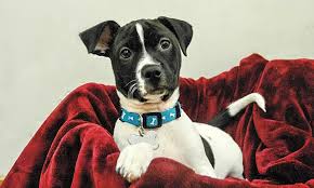 Check spelling or type a new query. These Detroit Based Puppies Are Up For Adoption And In Need Of A Good Home