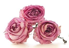 Check spelling or type a new query. Mcnamara Florist Mcnamara Florist