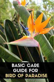 Basic Care Guide For Bird Of Paradise Flower In 2020 Birds Of Paradise Flower Birds Of Paradise Planting Flowers