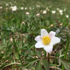 I ranuncoli sono fiori di primavera spontanei, freschi, dall'aspetto giovanile ed affascinante, grazie anche al loro colore brillante. 6 Fiori Velenosi Che Dovresti Conoscere Se Vai In Montagna