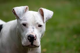 Check spelling or type a new query. 100 Pitbull Names Ideas For Tough Smart Pitbulls Doggie Designer