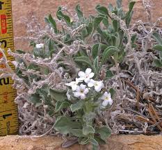 Image result for Oreophyton