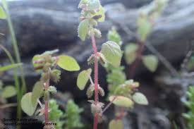 Image result for Parietaria debilis
