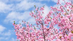 Sunday, september 12, 2021 washington monument grounds washington, dc 7:18 a.m. City Of Toronto Announces High Park Cherry Blossoms Will Go Virtual Again View The Vibe Toronto
