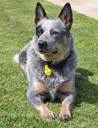 Black Australian Cattle Dog Blue Heeler Kelly The Blue Heeler Blue Heeler Dogs Austrailian Cattle Dog Aussie Cattle Dog
