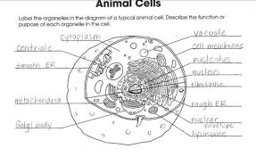 Study biology topics like anatomy, cell biology and genetics. Identify Animal Cell Organelles Flashcards Quizlet