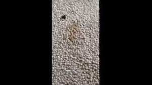 Powerful cleaning machines can remove cleaning up dried diarrhea. How To Get Dog Diarrhea Stains Out Of Carpet