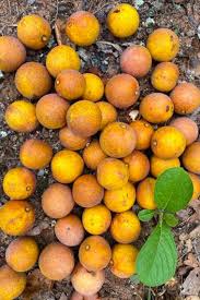 Image result for Anisophyllea boehmii