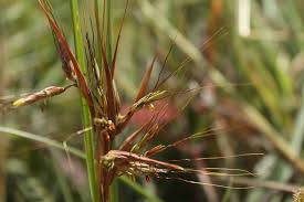 Image result for Hyparrhenia tamba