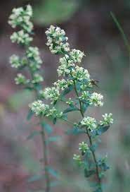 Solidago Bicolor Plants Native Plants Habitat Garden