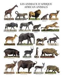 Where to find the top wildlife in africa. Animaux Afrique Animaux Dafrique Animaux Sauvages