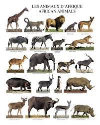 The springbok is the national animal of south africa. African Animals Print Allposters Com Africa Animals African Animals Animal Posters