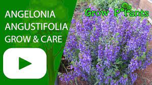 Angelonia Angustifolia Flowers Growing And Care Plant Information Climate Hardiness Zone Uses Grow Growing Plants Easy Plants To Grow Lavender Plant Care