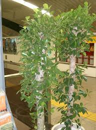 Image result for Fuirena microcarpa
