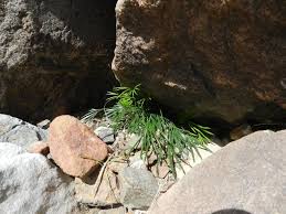 Image result for Actiniopteris semiflabellata