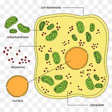 Check spelling or type a new query. Plant Cell Cel Lula Animal Biology Cells Biology Cell Animal Png Pngwing