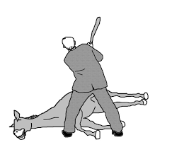 Beating A Dead Horse Gun Control The Johnny Green